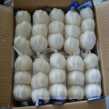 Fresh Pure White Garlic in 3p/or 4p Mesh Bag for European Market